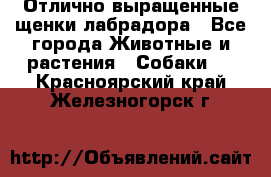 Отлично выращенные щенки лабрадора - Все города Животные и растения » Собаки   . Красноярский край,Железногорск г.